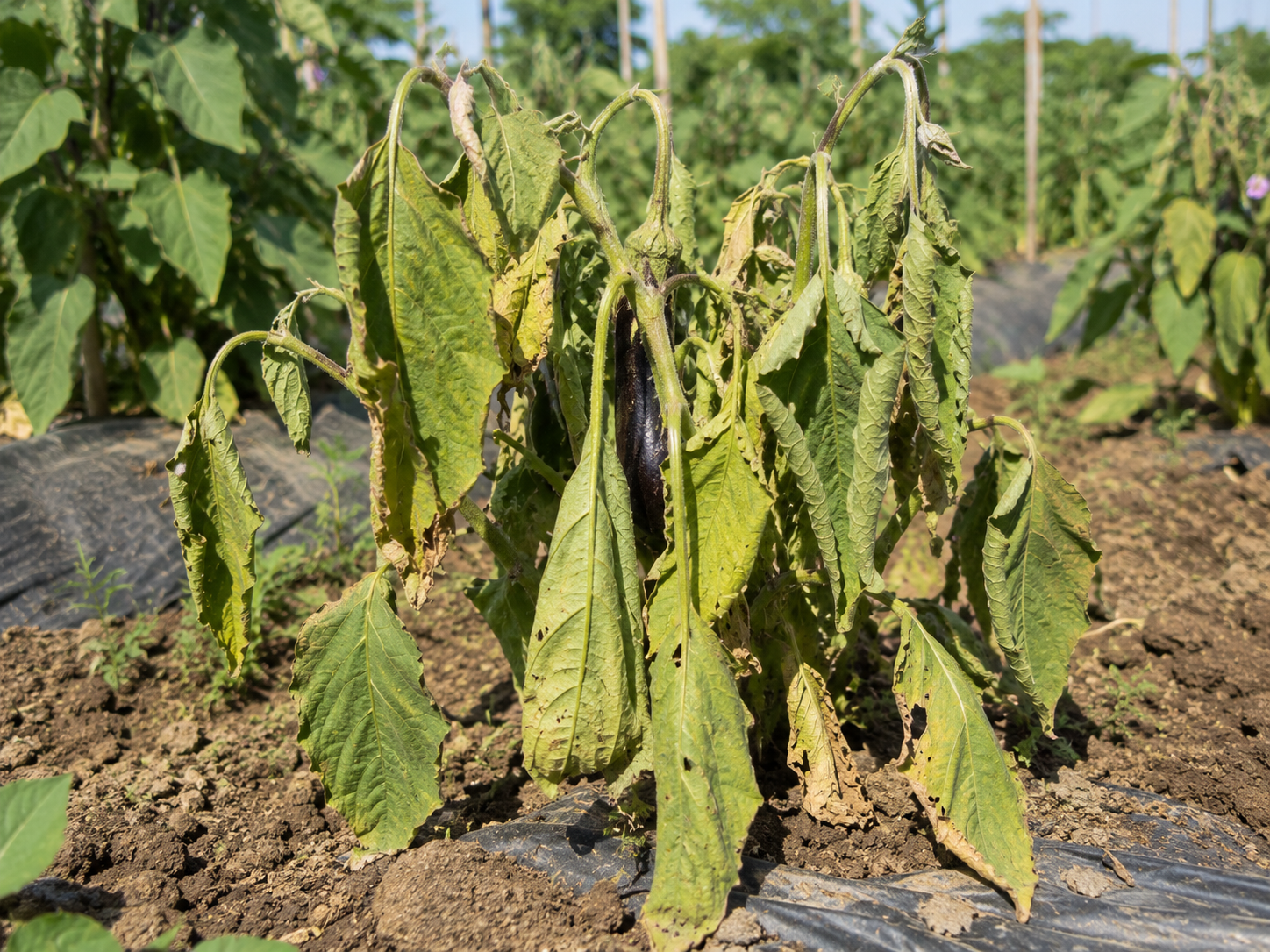 Brinjal scan